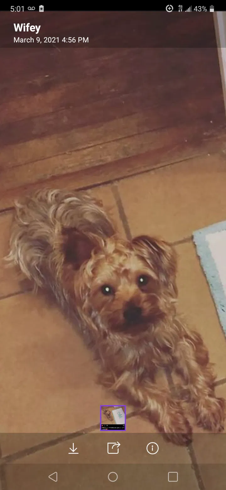 Lost dog in Atlanta, GA, 30331