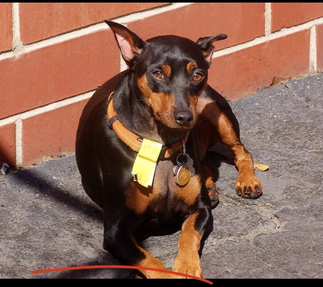 Lost dog in Atlanta, GA, 30342