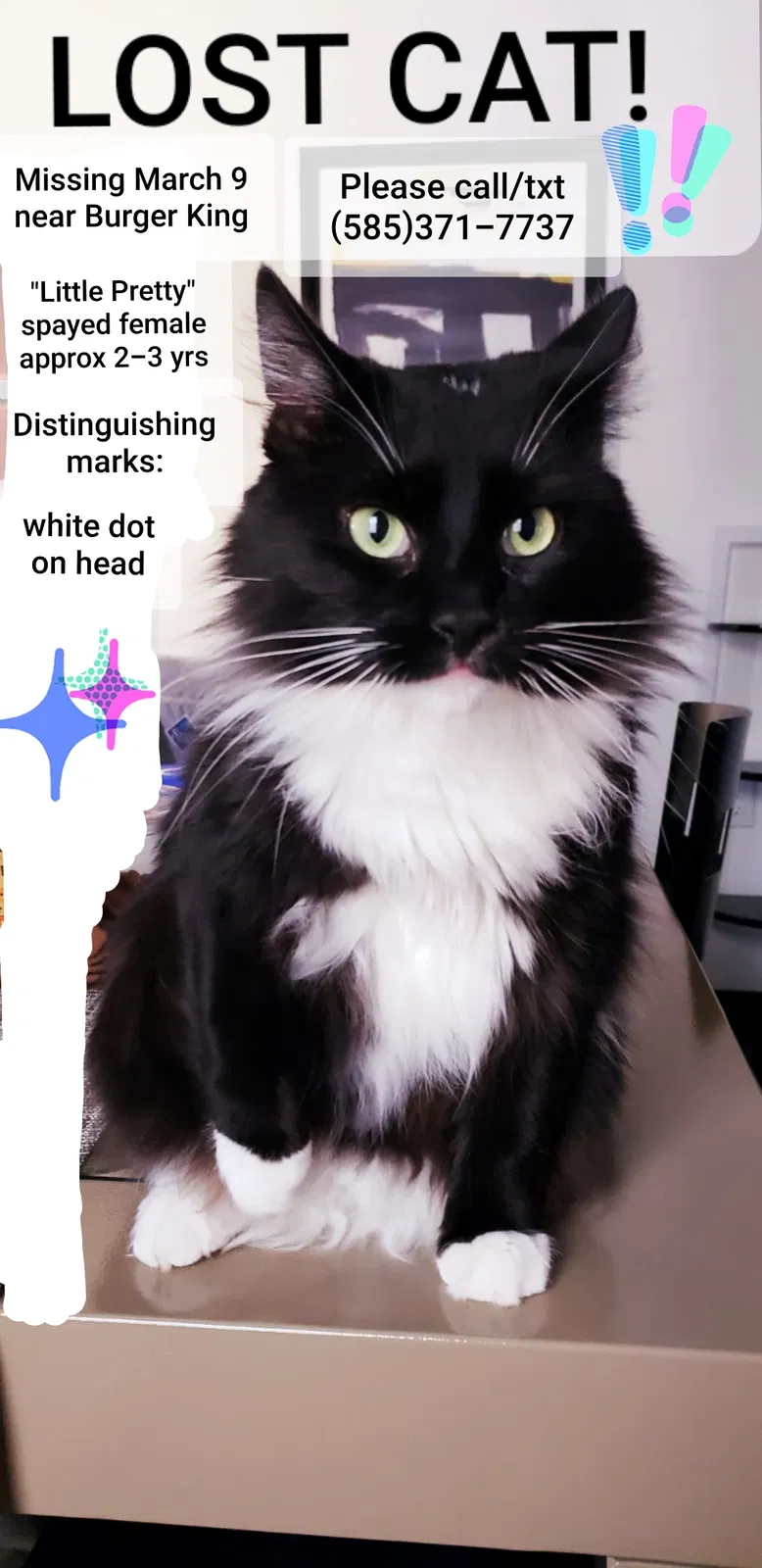 Lost cat in Sunbury, PA, 17801