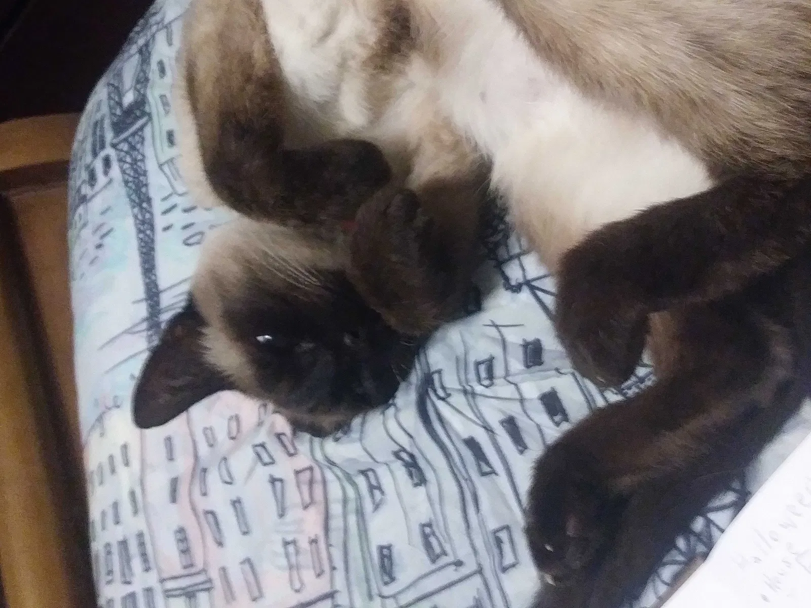 Lost cat in New Caney, TX, 77357