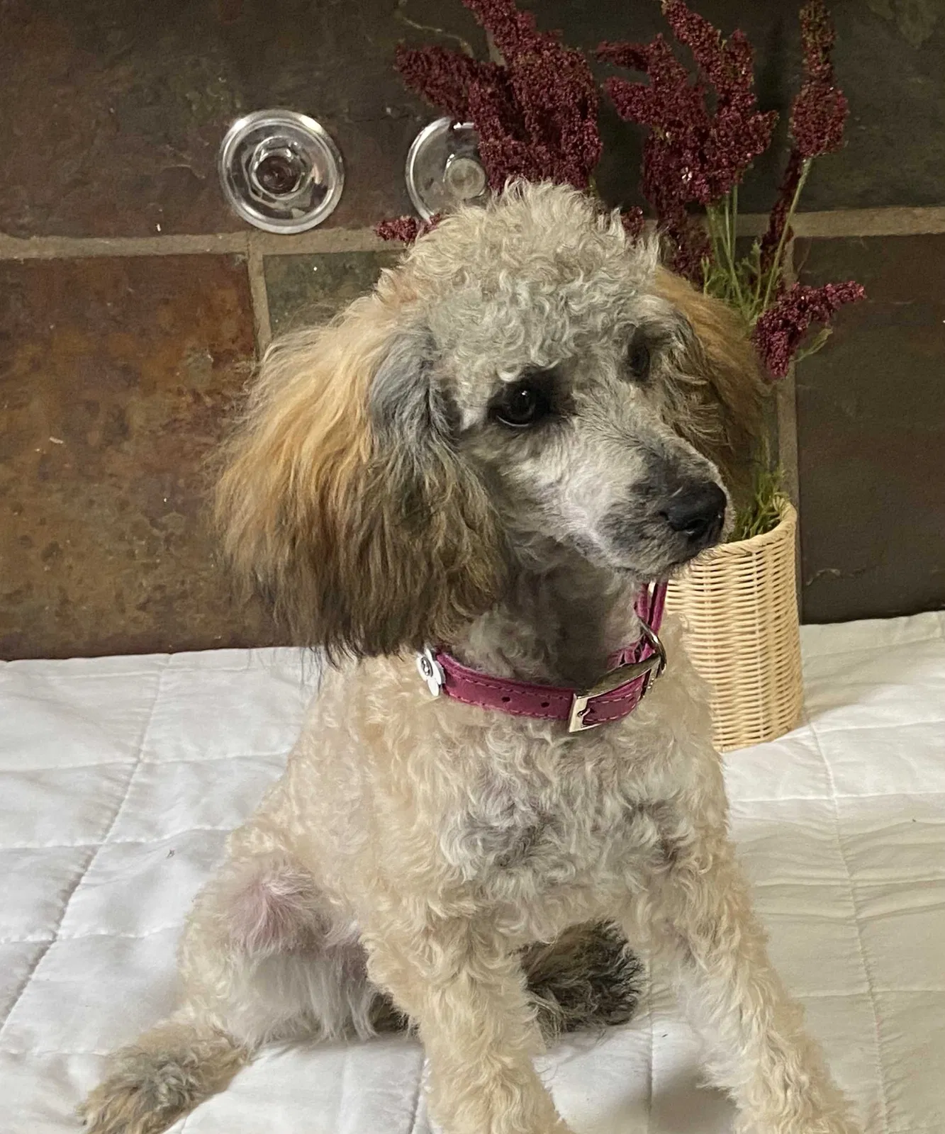 Lost dog in Unknown, VA, 3434