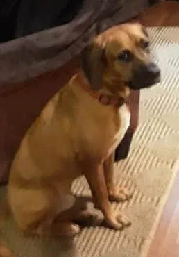 Lost dog in Lincoln, AL, 35096