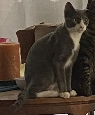 Lost cat in San Diego, CA, 92105
