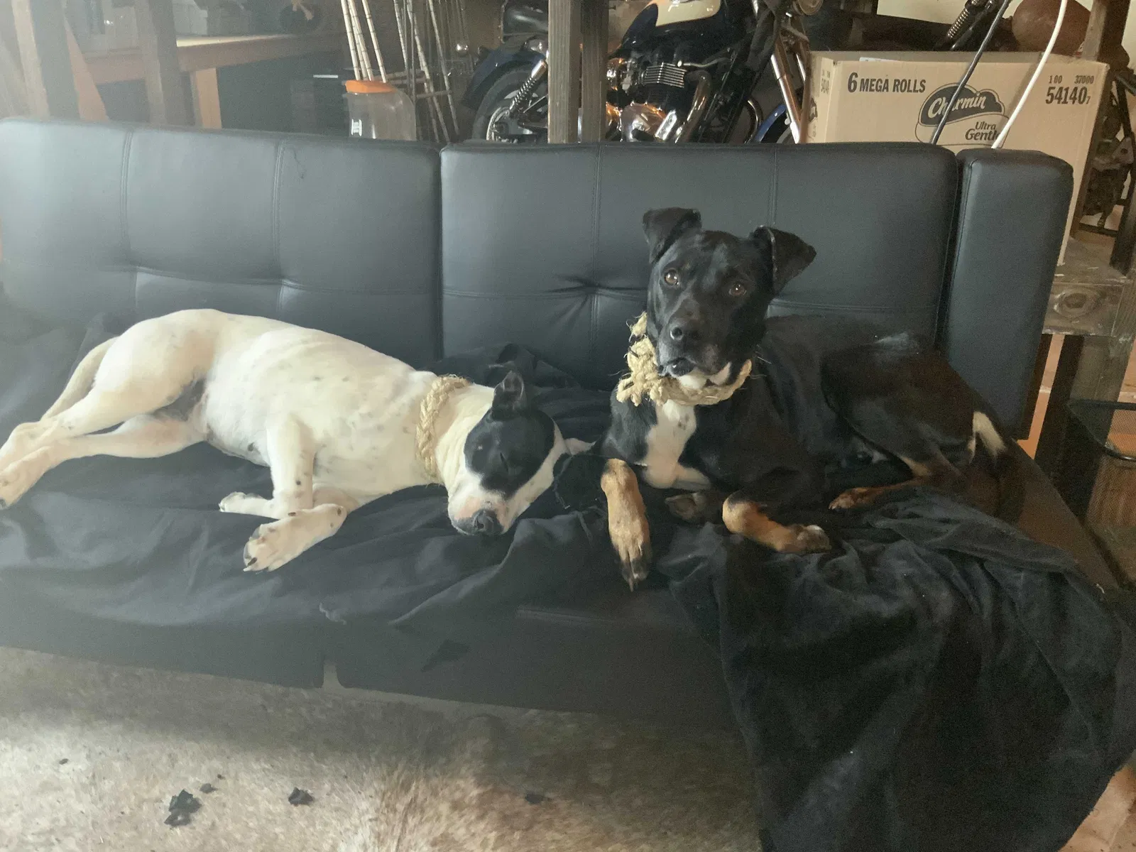 Found dog in Mooresville, NC, 28115