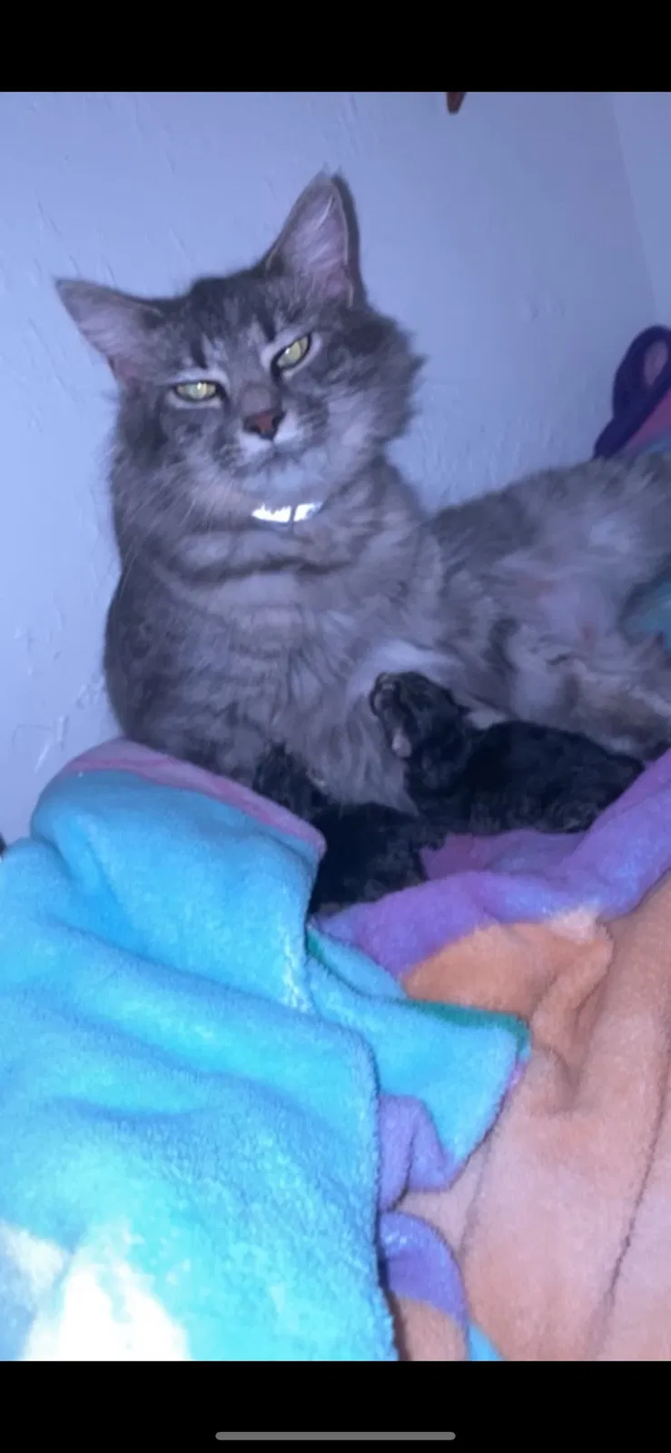Lost cat in Cape Coral, FL, 33990