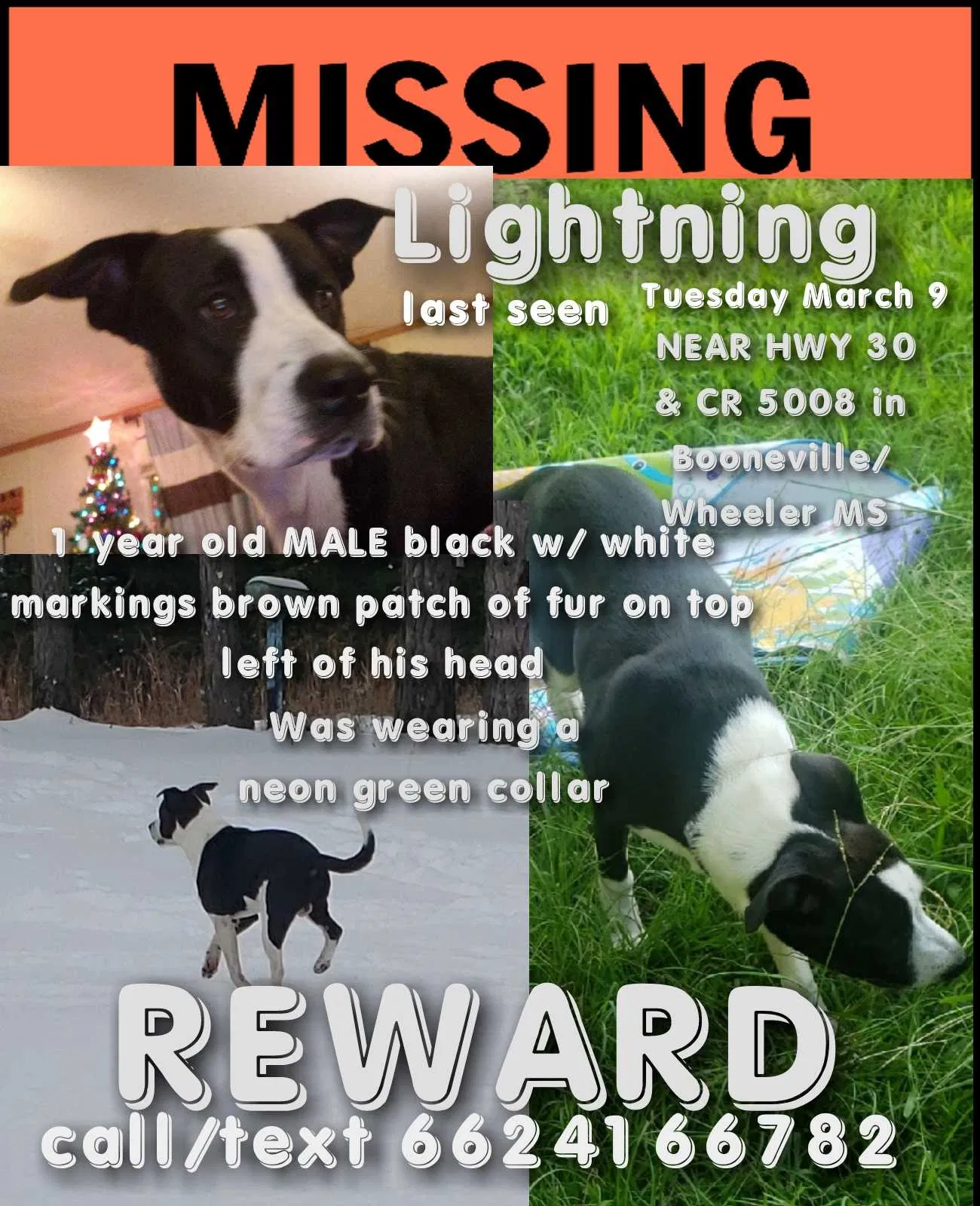 Lost dog in Booneville, MS, 38829