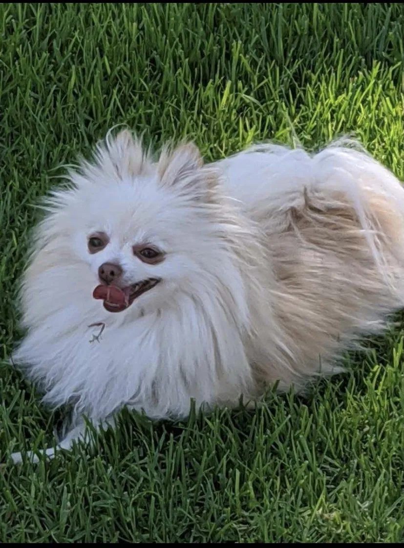 Lost dog in Chula Vista, CA, 91915
