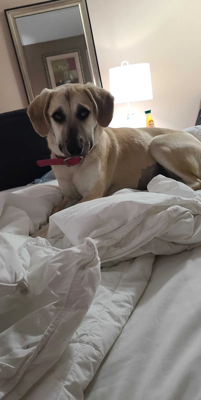 Lost dog in Fort Worth, TX, 76140