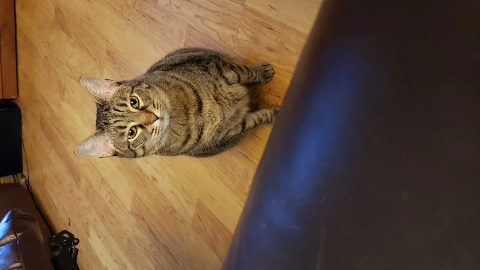 Lost cat in Chesterfield, VA, 23832