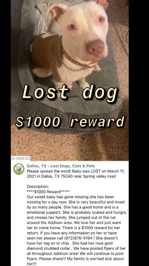 Lost dog in Dallas, TX, 75240