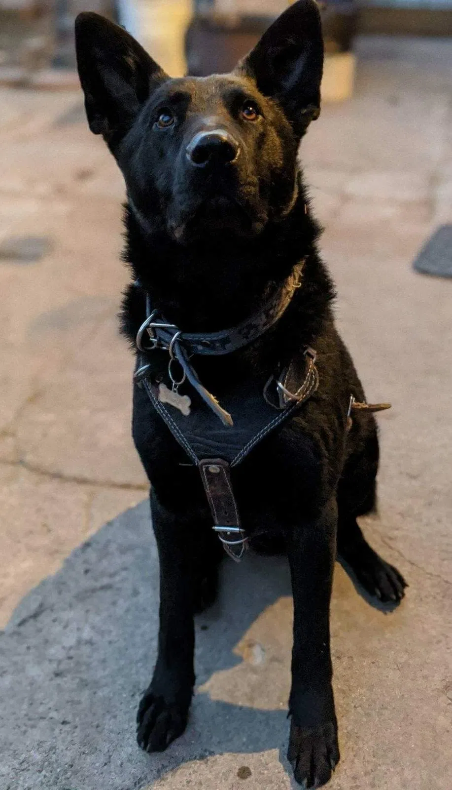 Lost dog in Detroit, MI, 48210