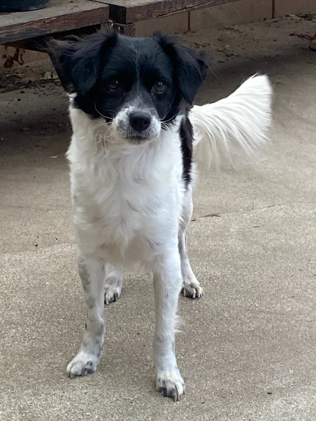 Lost dog in Lake Elsinore, CA, 92530