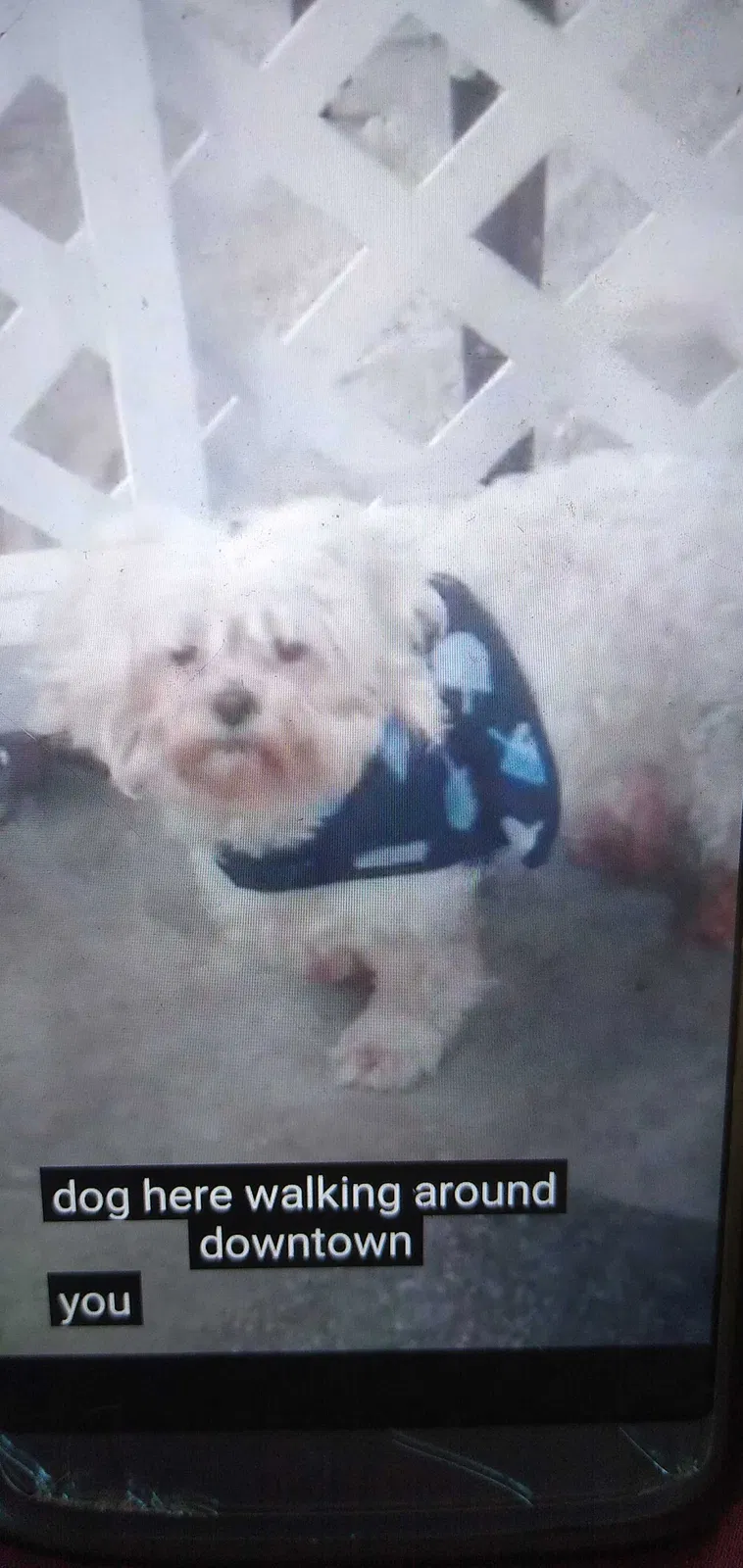 Lost dog in Los Angeles, CA, 90059
