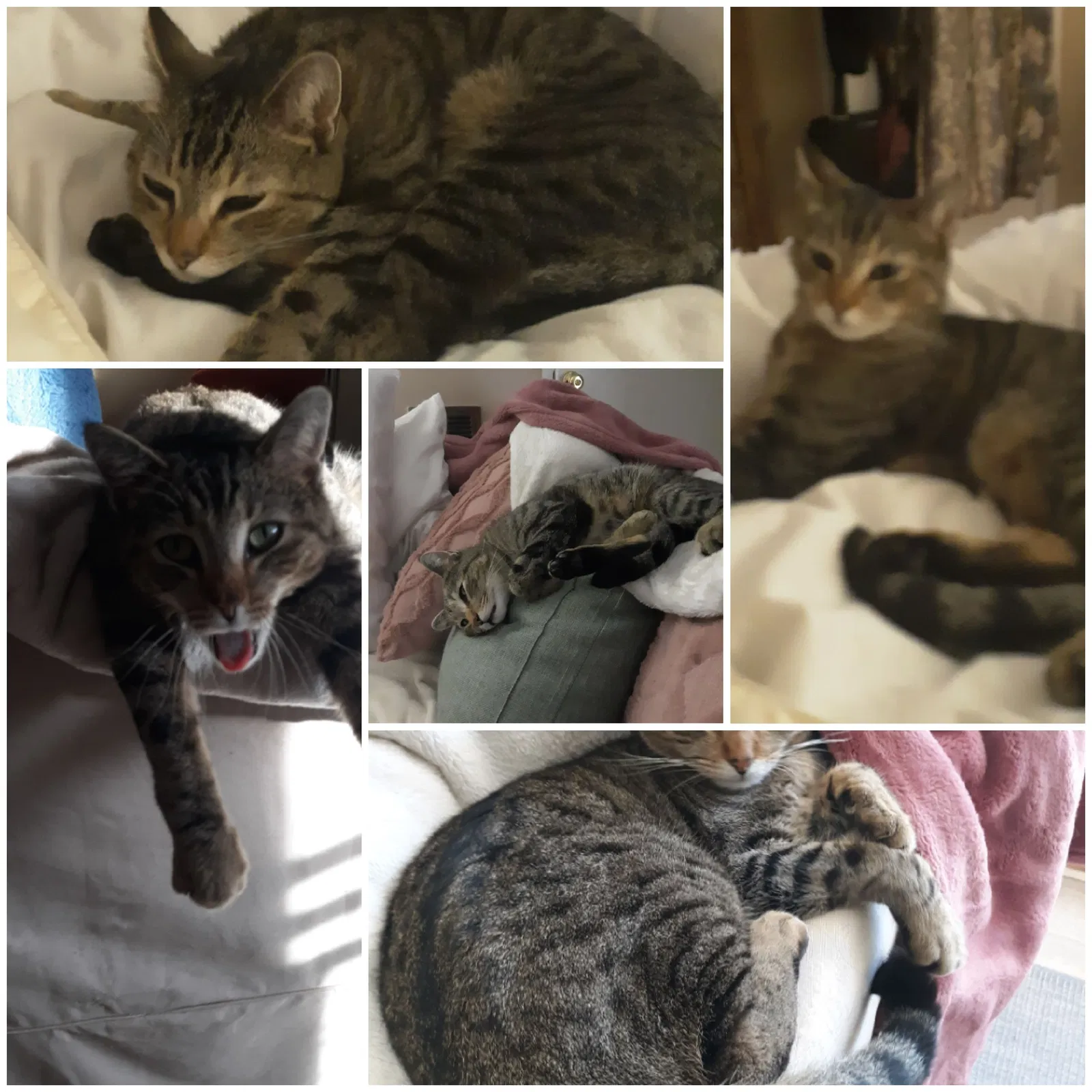 Lost cat in Los Alamitos, CA, 90720