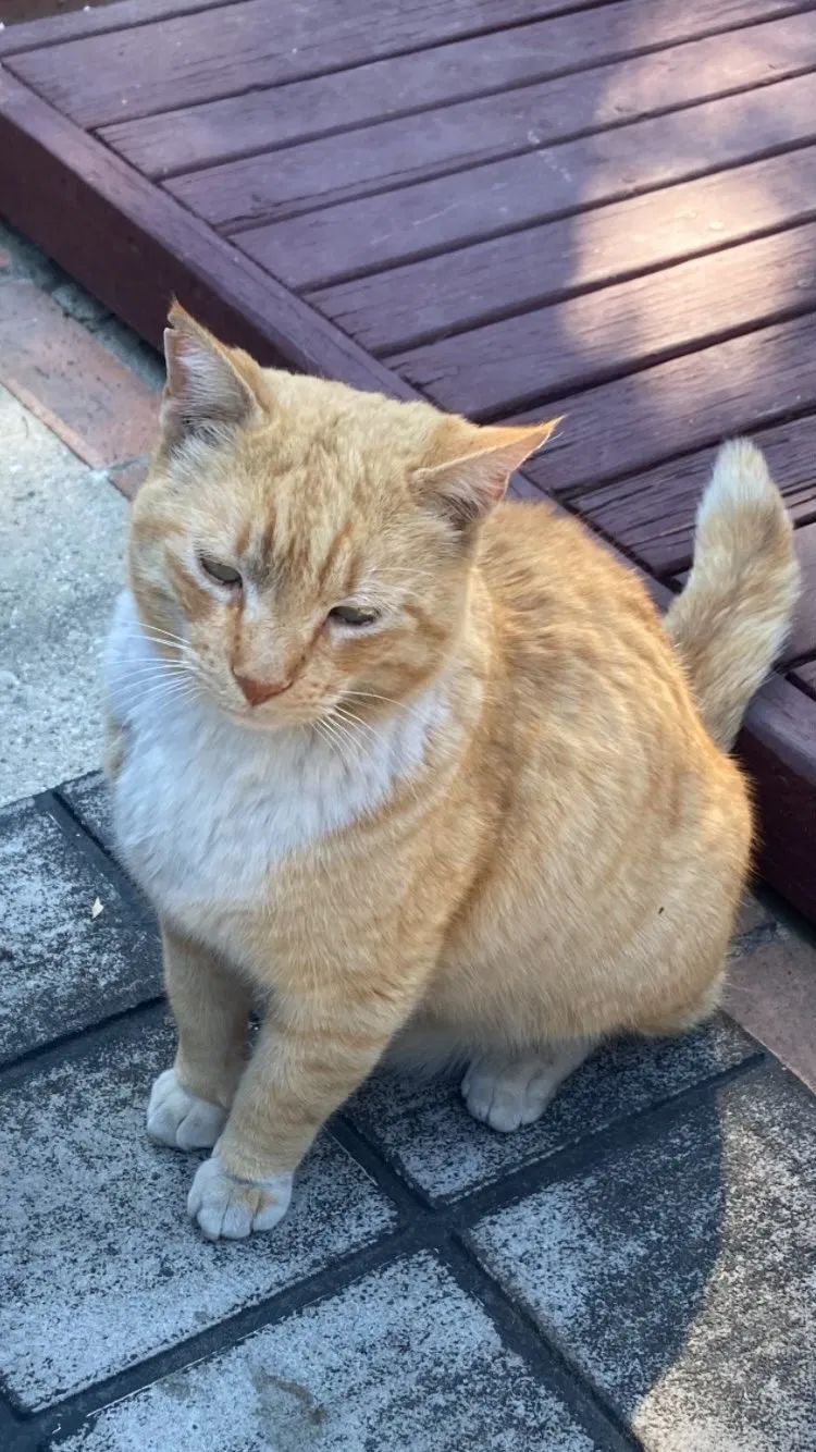 Lost cat in Los Angeles, CA, 90039