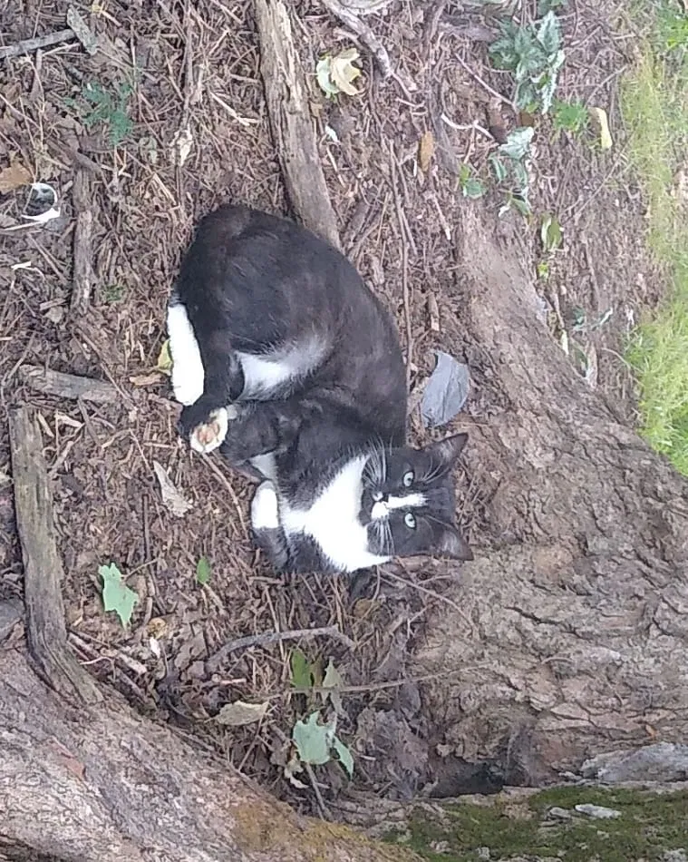 Lost cat in Somerset, OH, 43783