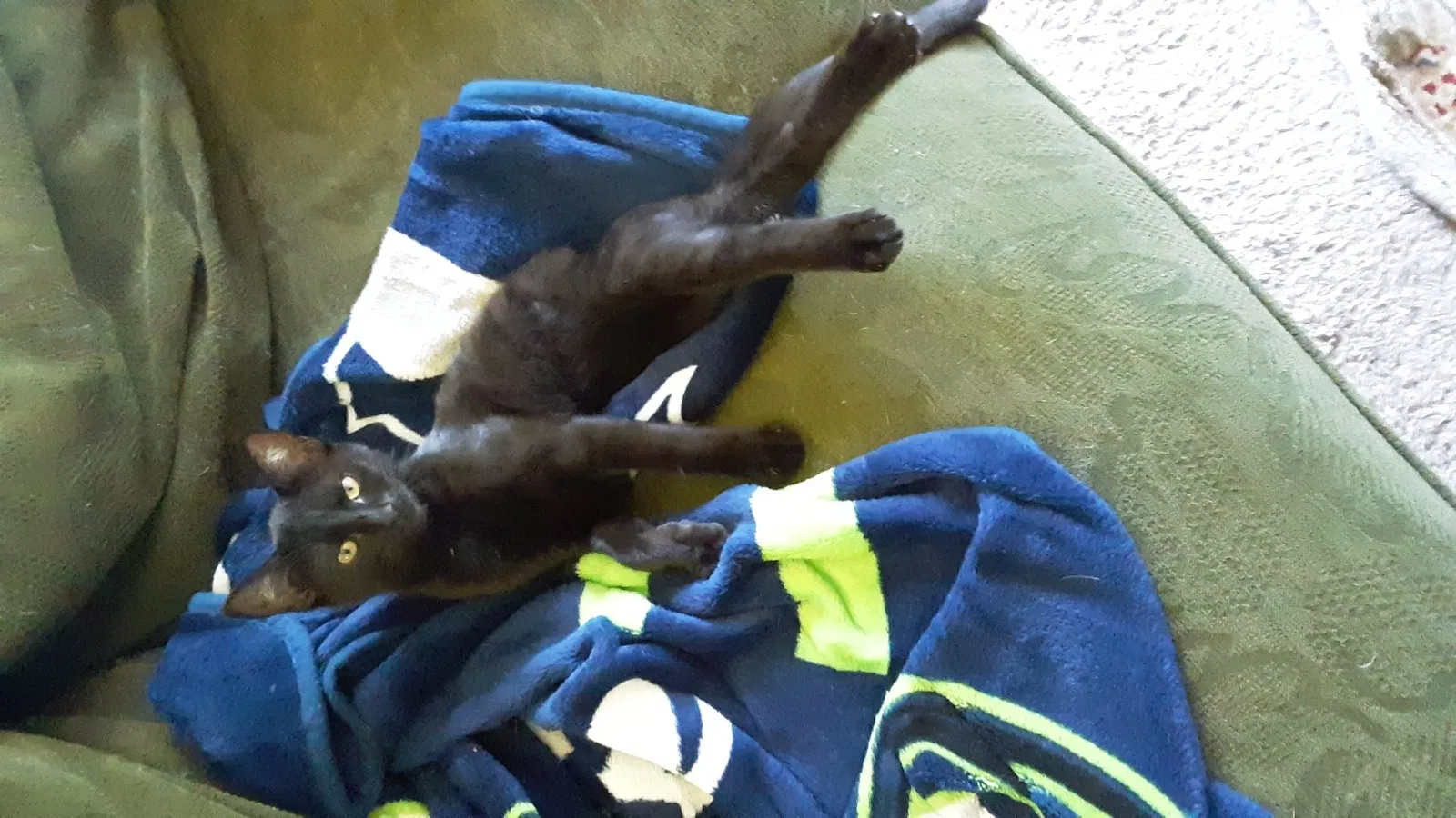 Lost cat in Poulsbo, WA, 98370
