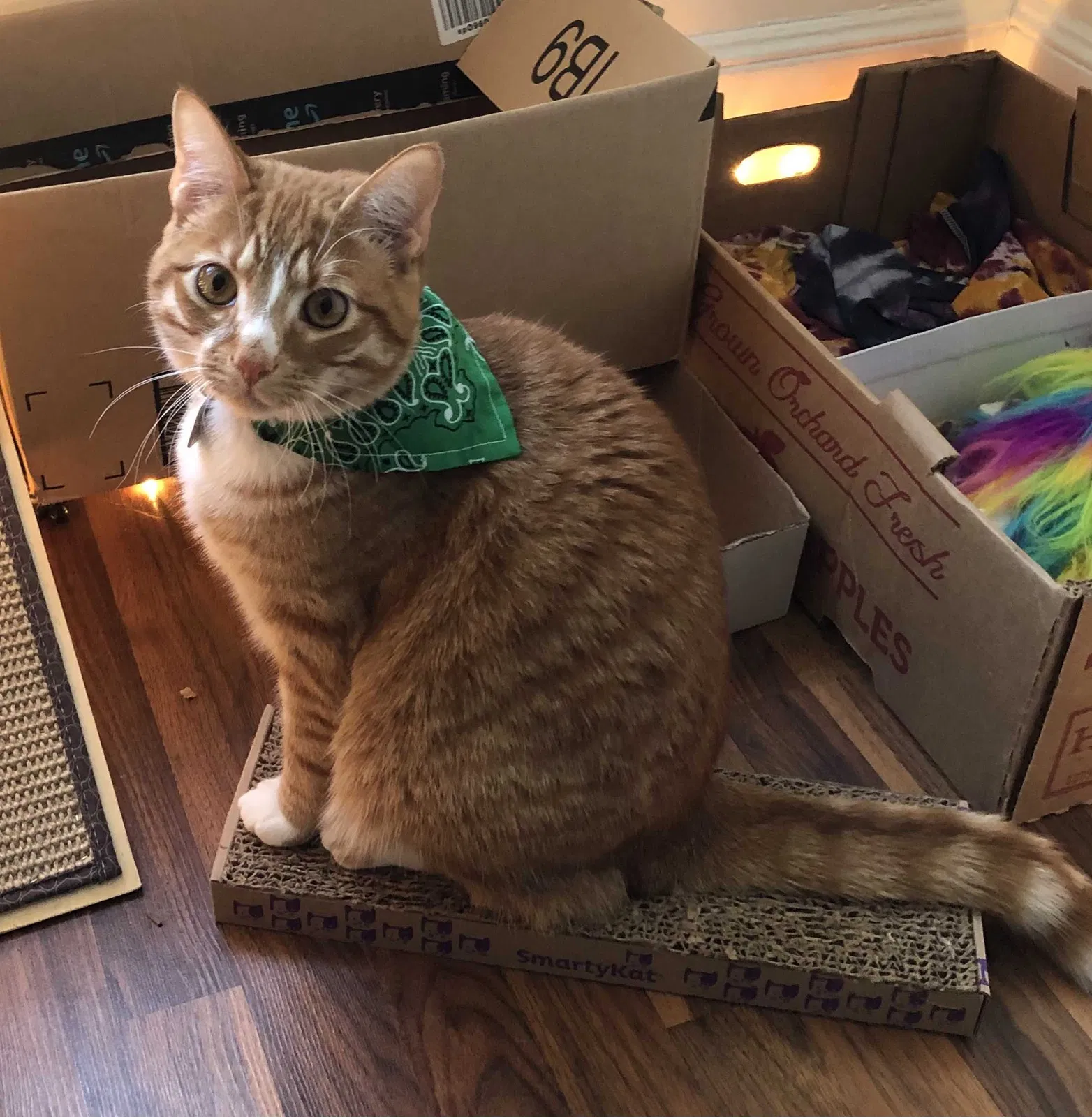 Lost cat in Erie, PA, 16502