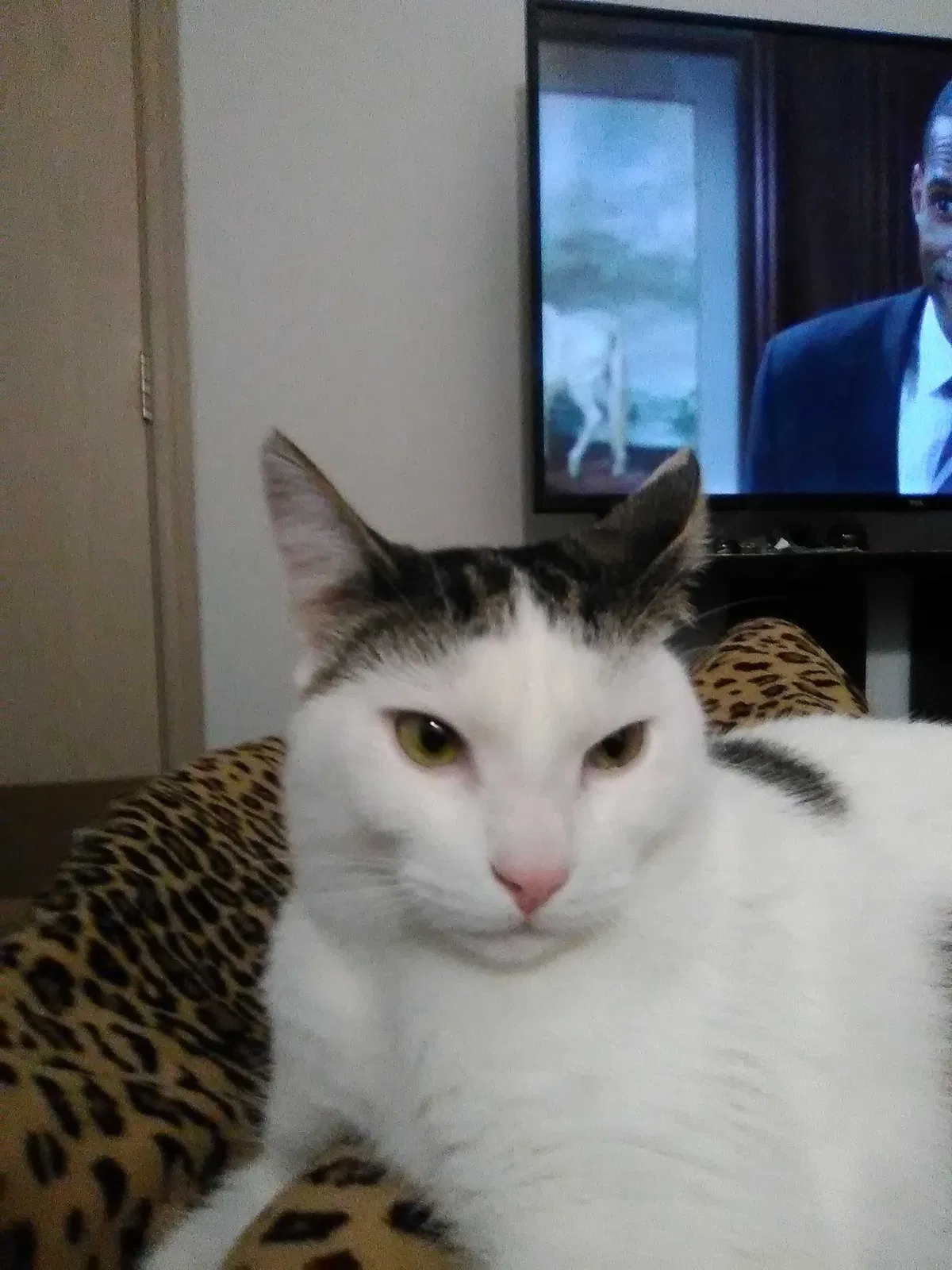 Lost cat in Vancouver, WA, 98684