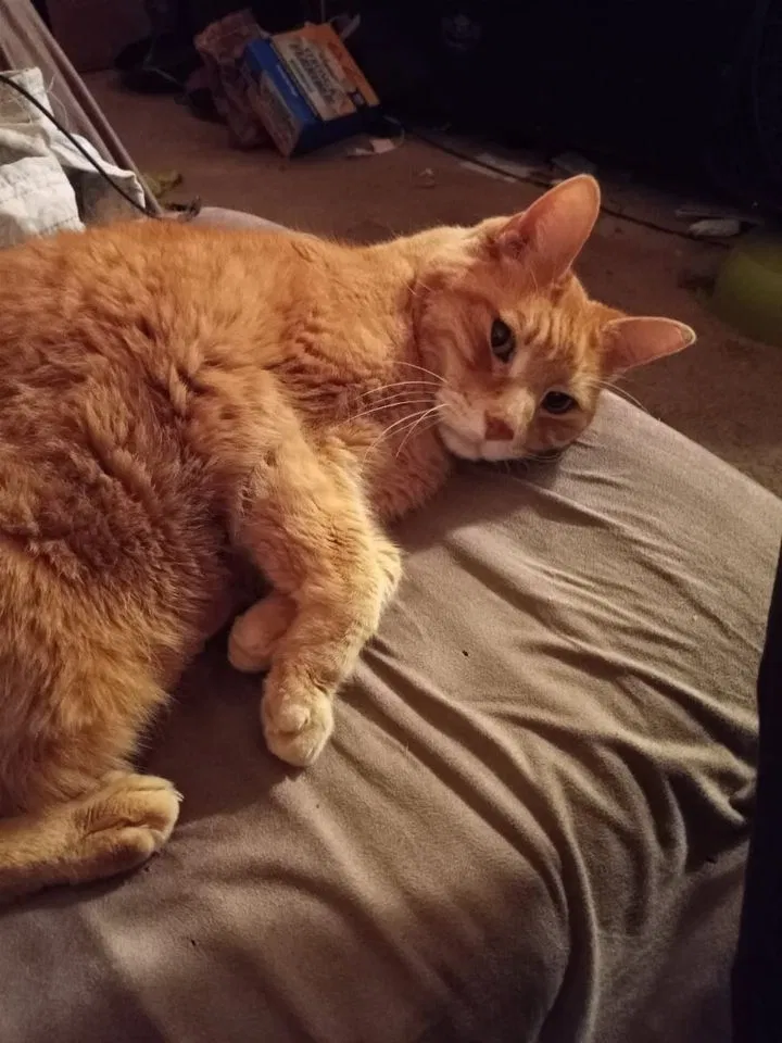 Lost cat in Buffalo, NY, 14223