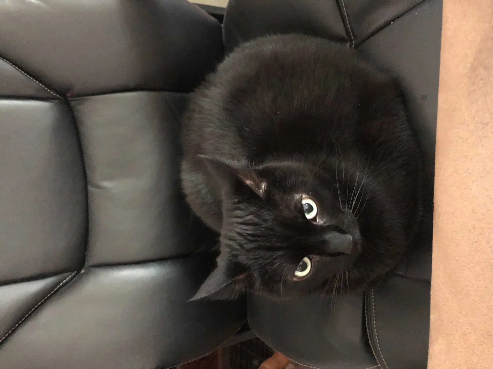 Lost cat in Des Moines, IA, 50314