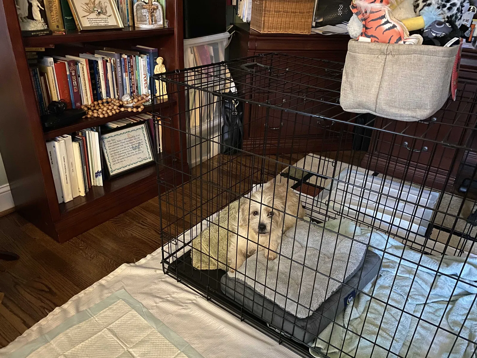 Lost dog in Rock Hill, SC, 29730