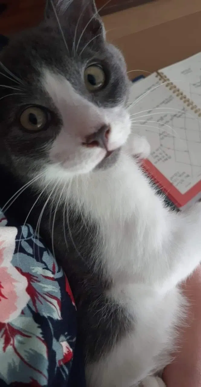 Lost cat in Zephyrhills, FL, 33541