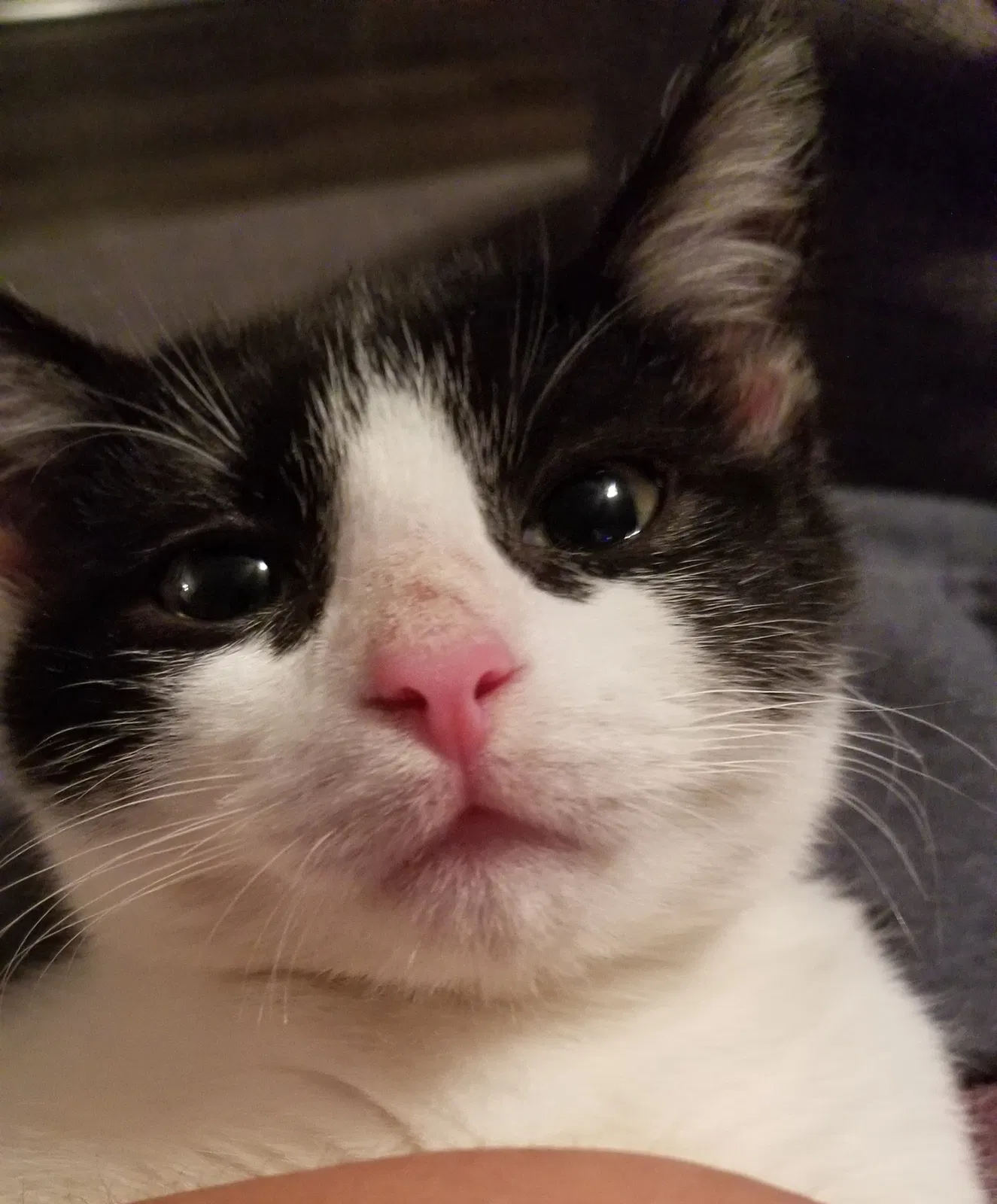 Lost cat in Weatherford, TX, 76087