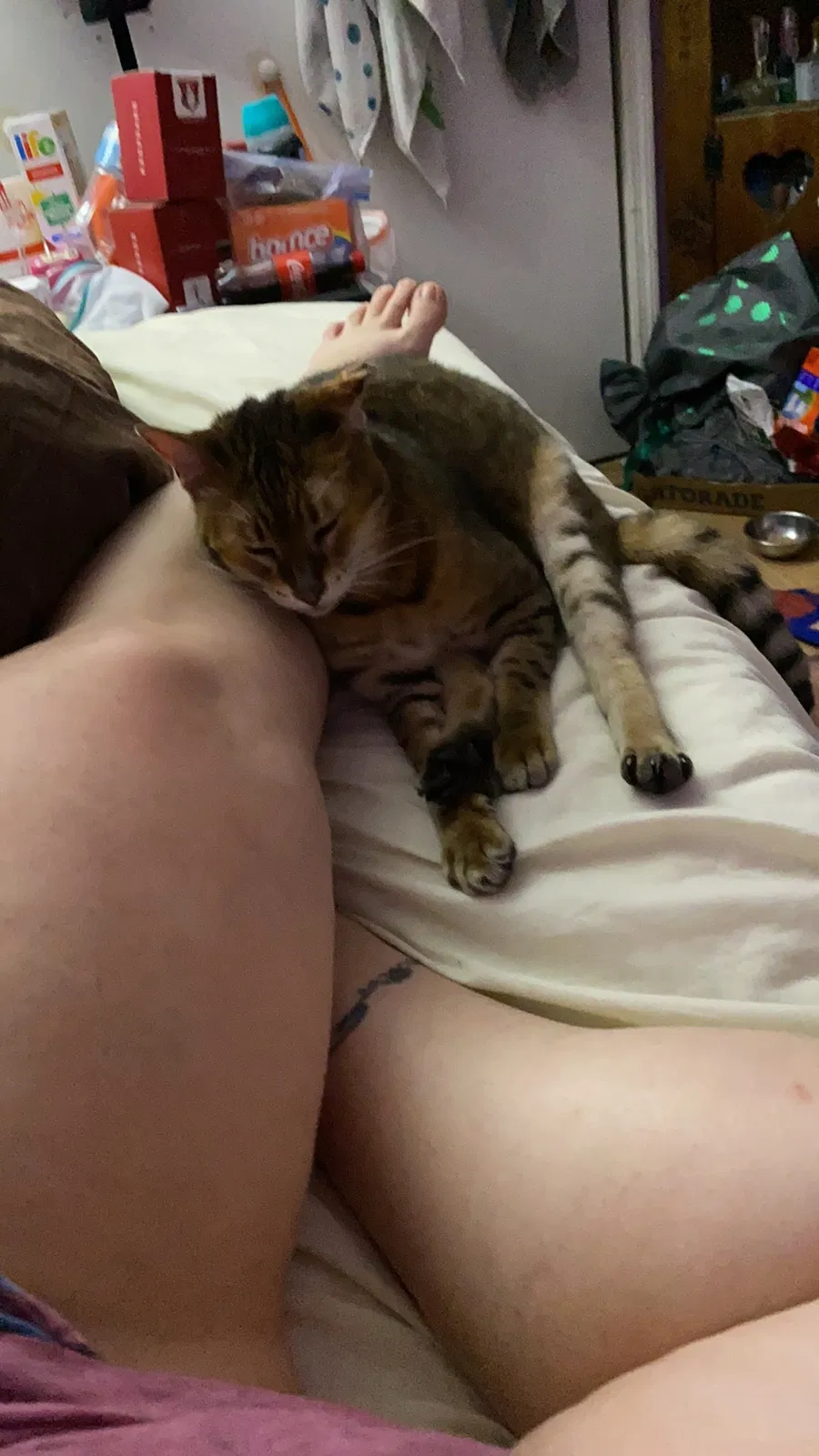 Lost cat in Lakeland, FL, 33813