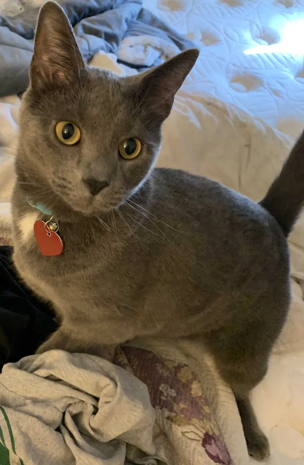 Lost cat in Richmond, KY, 40475