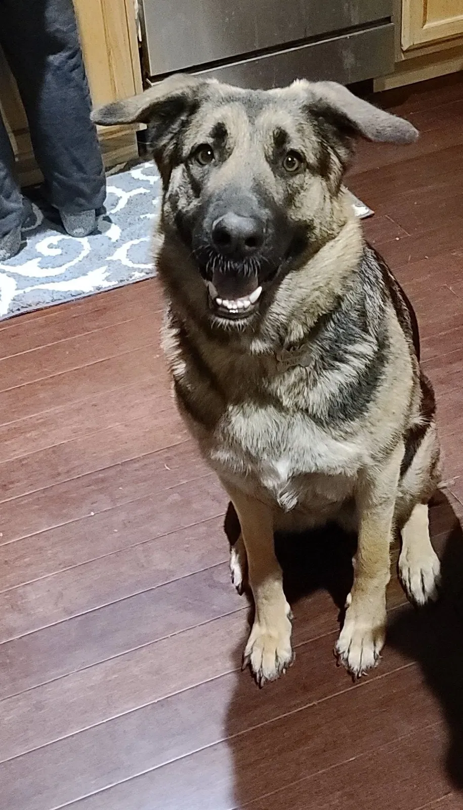Lost dog in Colorado Springs, CO, 80918