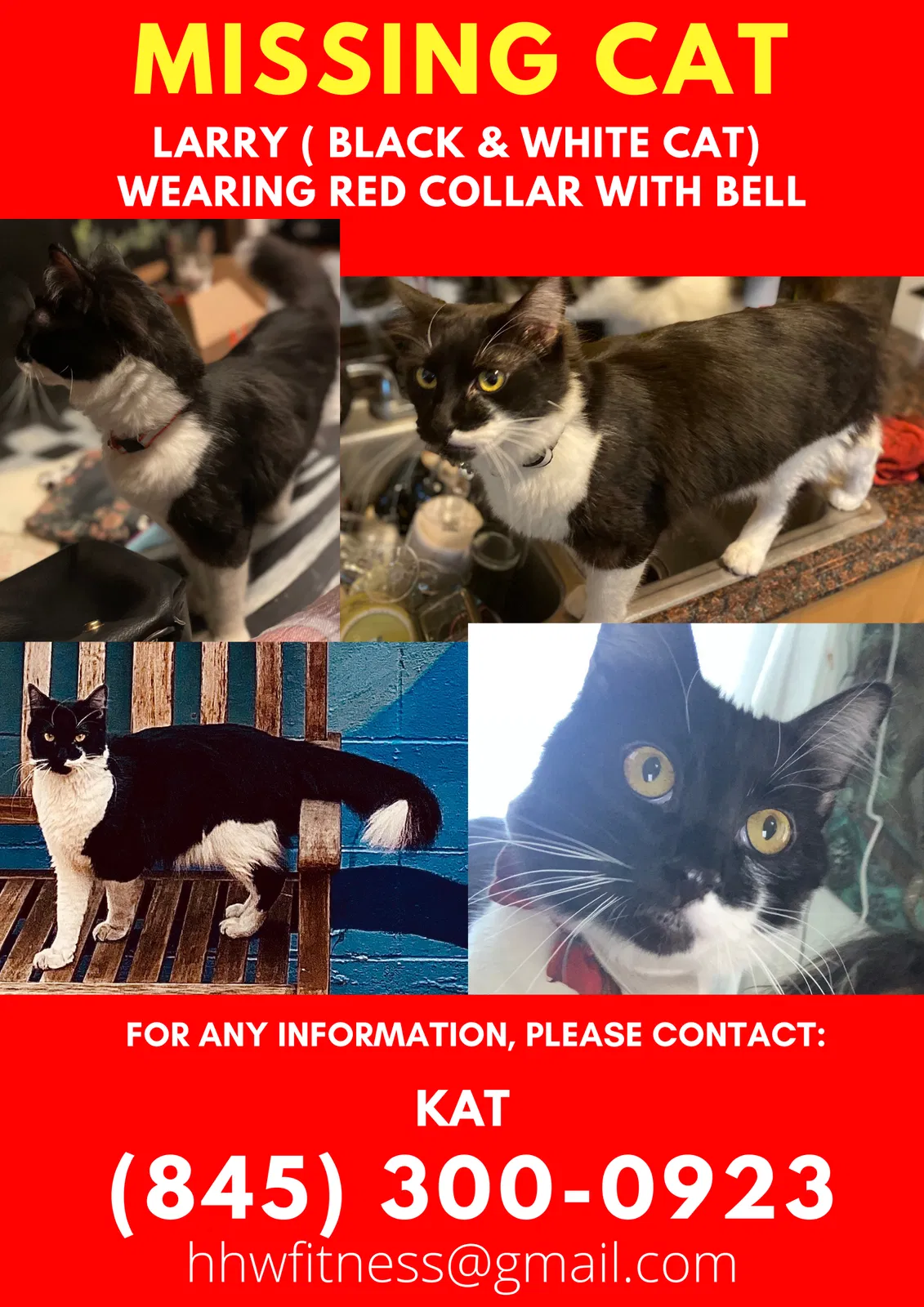 Lost cat in Los Angeles, CA, 90045