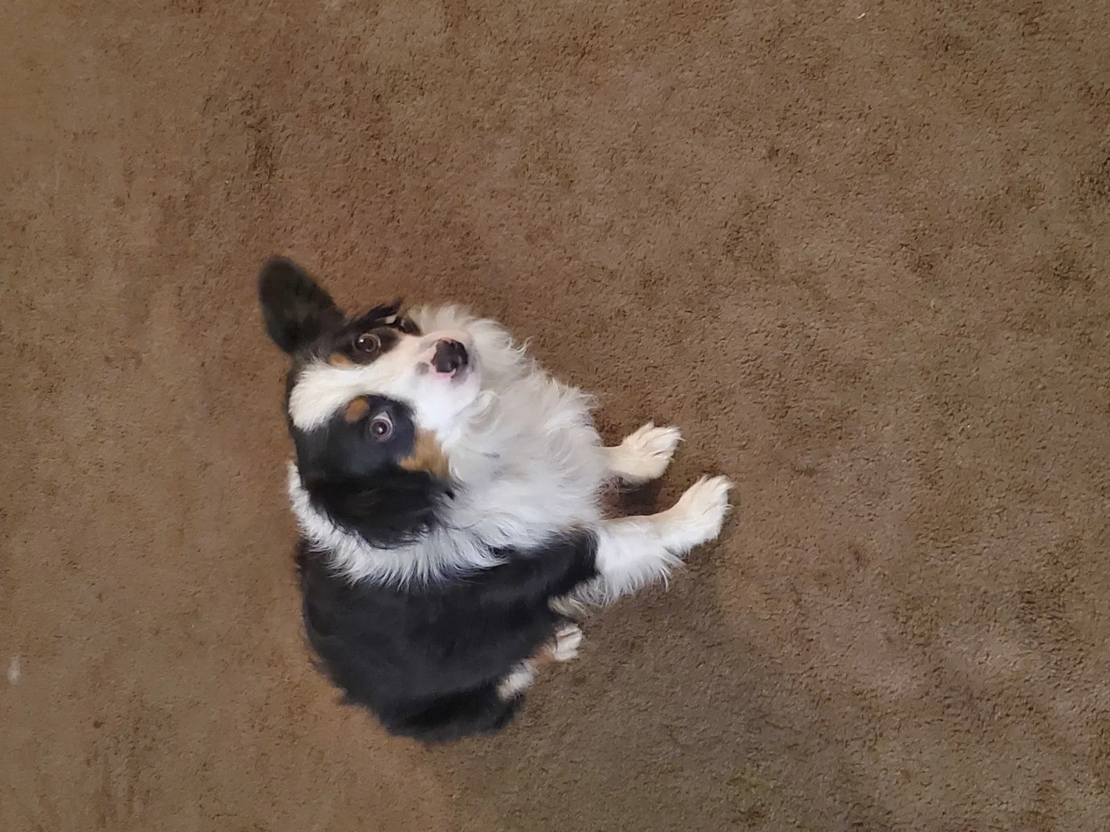 Lost dog in Burlington, KY, 41005