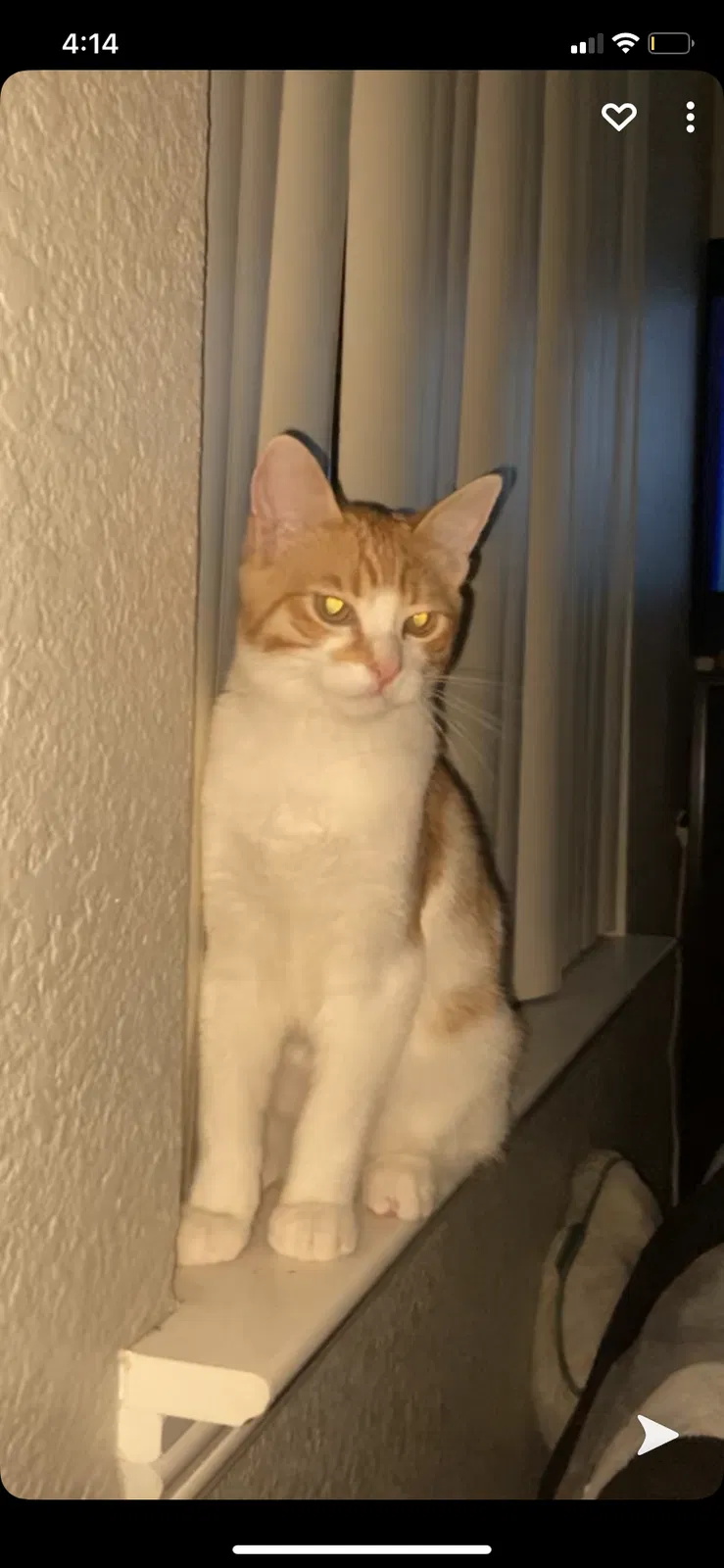 Lost cat in Sacramento, CA, 95842