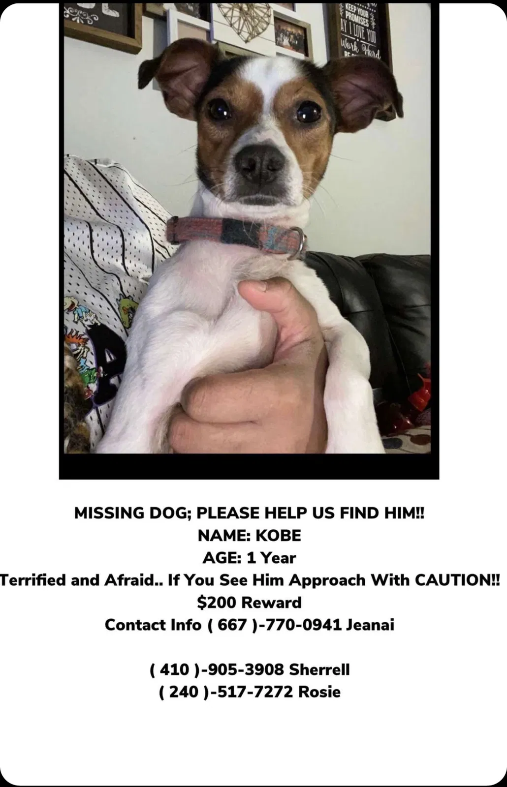Lost dog in Baltimore, MD, 21213