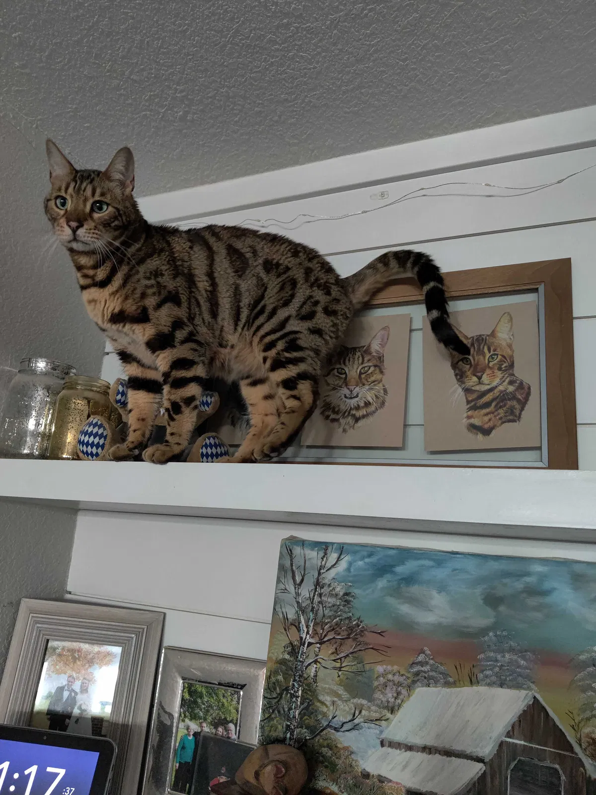 Lost cat in Tucson, AZ, 85730