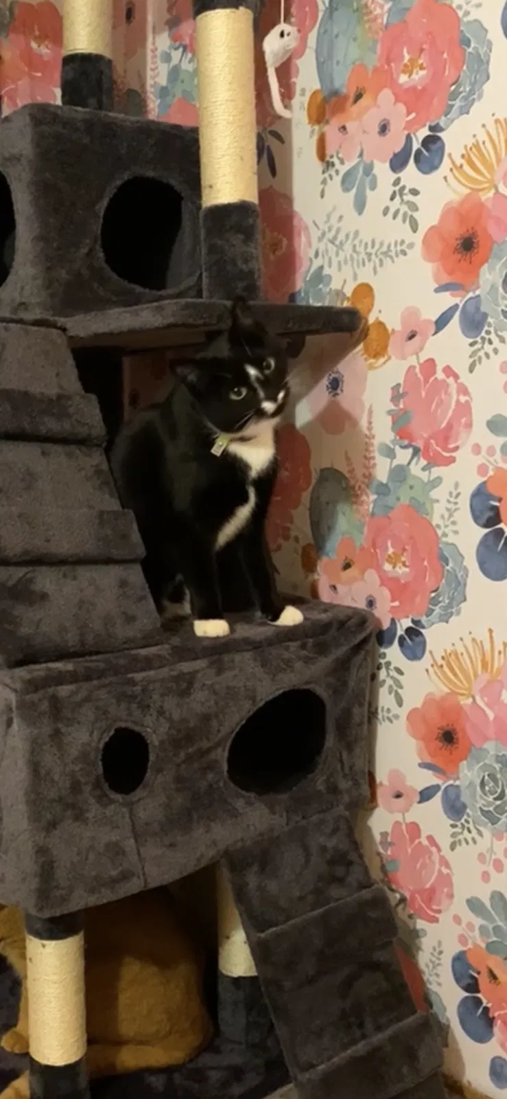 Lost cat in Unknown, OR, 97003