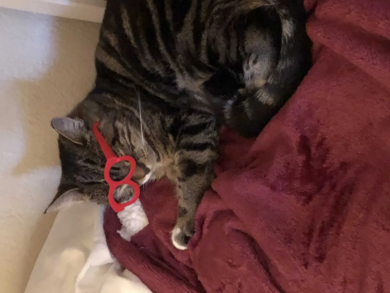 Lost cat in Auburn, CA, 95603