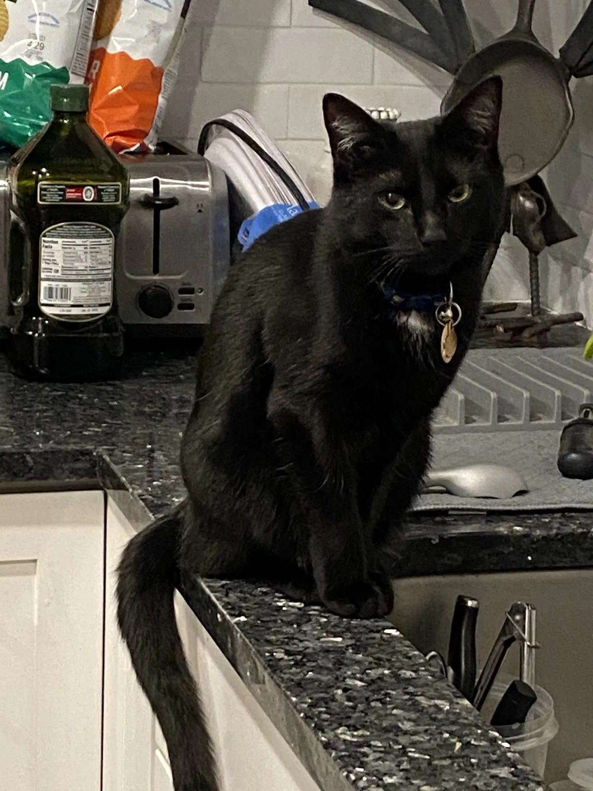 Lost cat in Cleveland, OH, 44143