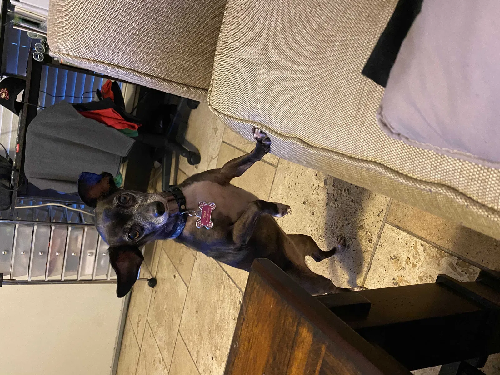 Lost dog in Grand Prairie, TX, 75052