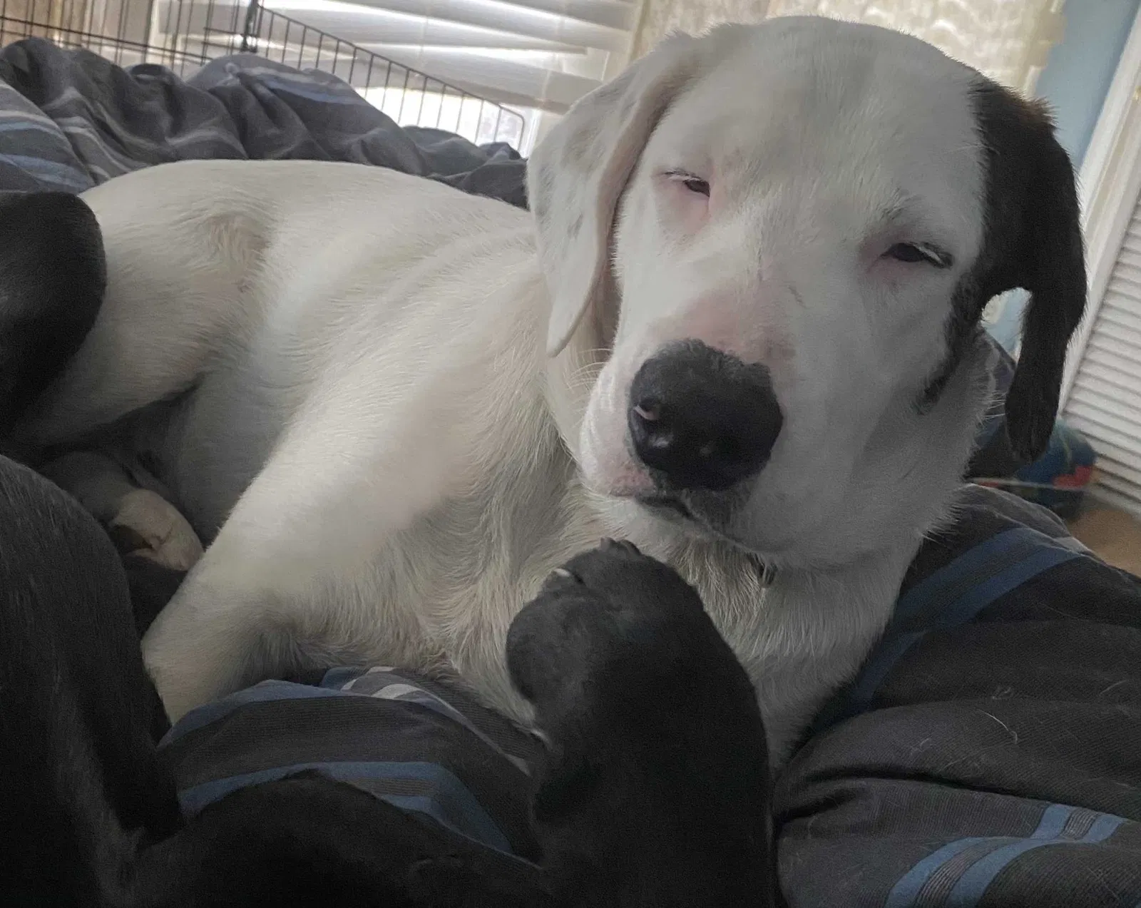Lost dog in Gulf Shores, AL, 36542