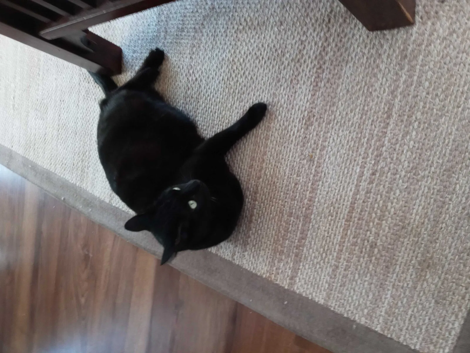 Lost cat in San Pedro, CA, 90731
