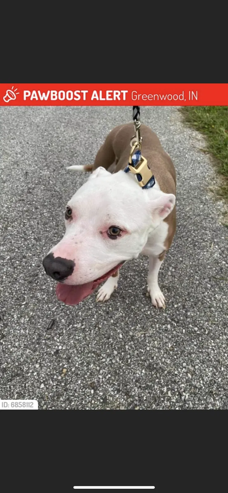 Lost dog in Greenwood, IN, 46143