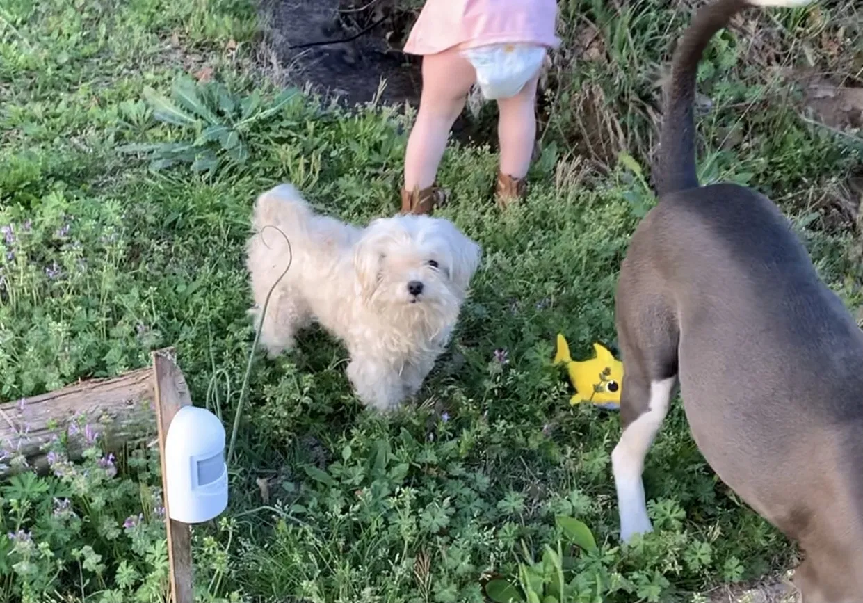 Lost dog in Tulsa, OK, 74108