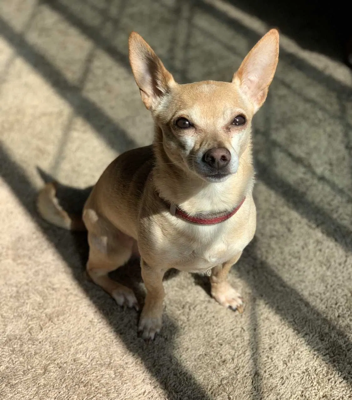 Lost dog in Sacramento, CA, 95825