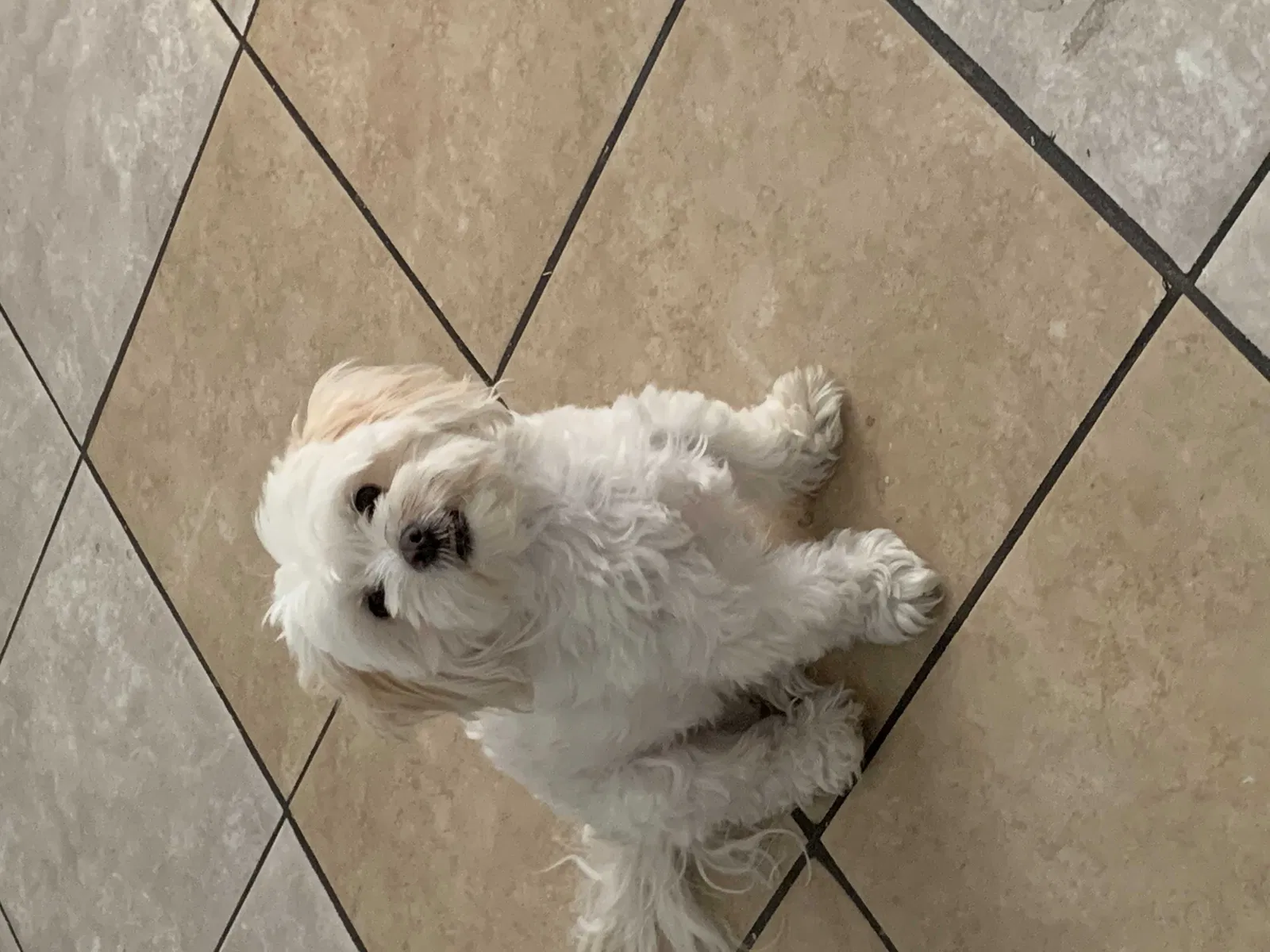 Lost dog in San Bernardino, CA, 92410