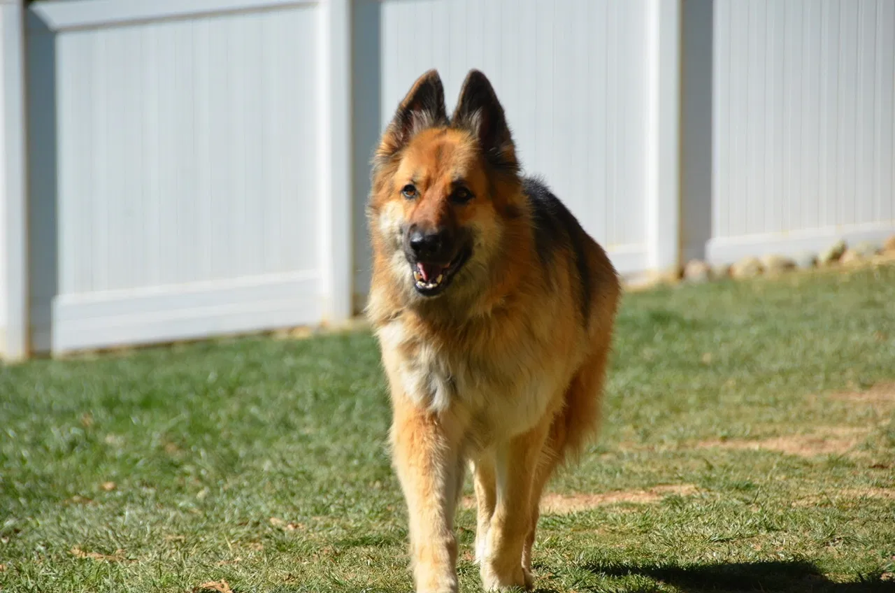 Lost dog in Patterson, CA, 95363