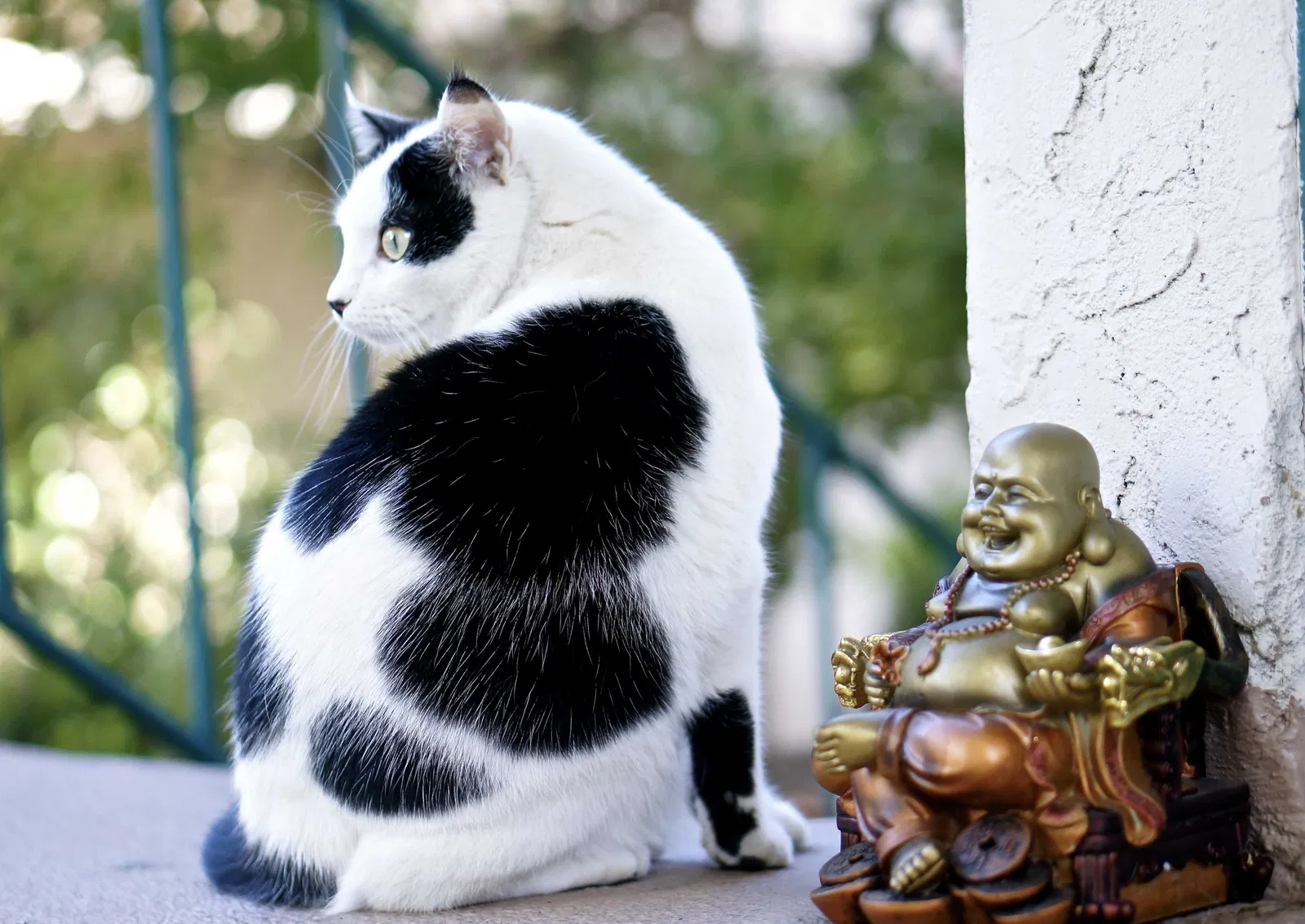 Lost cat in Las Vegas, NV, 89113
