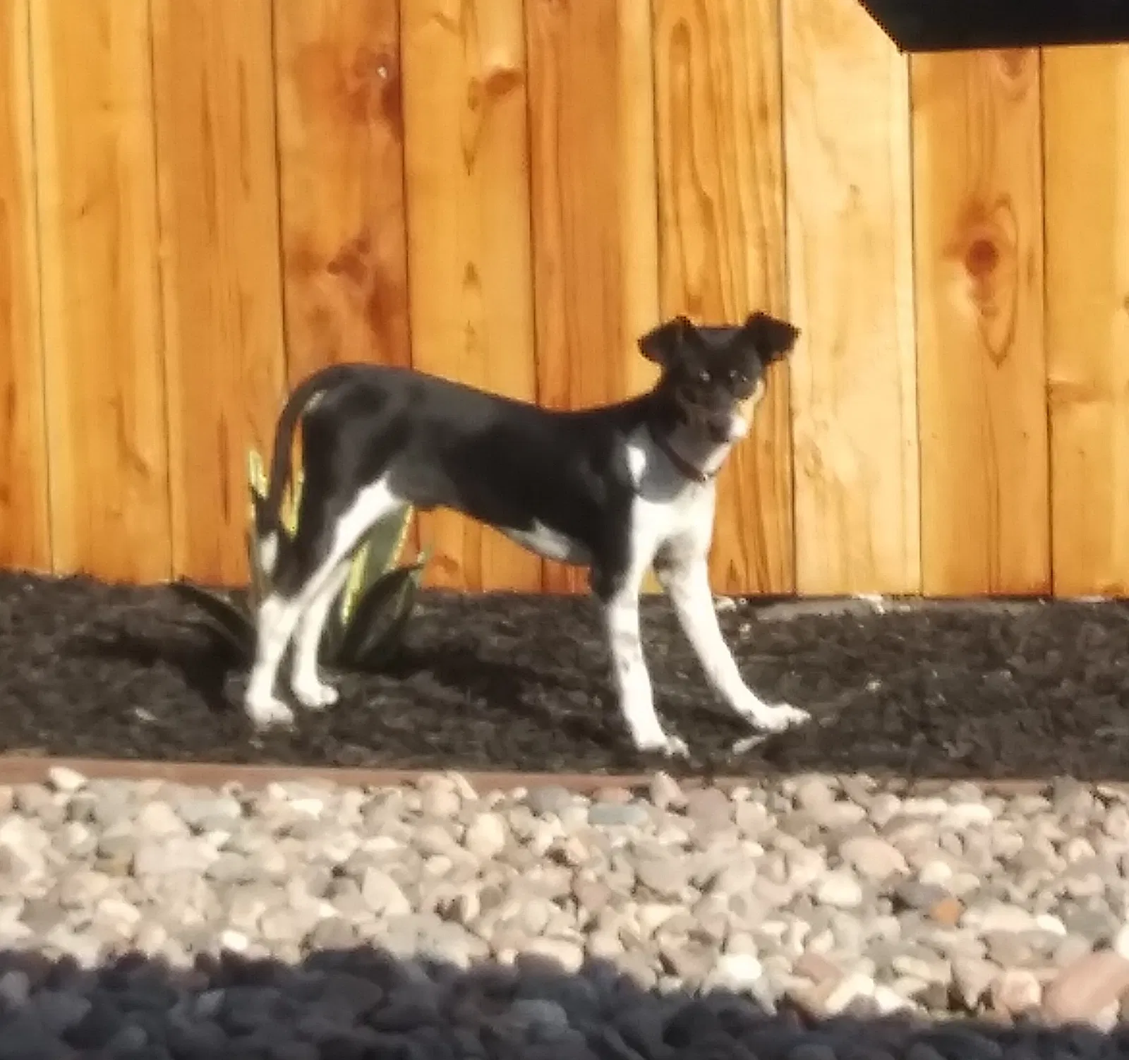 Lost dog in Whittier, CA, 90606