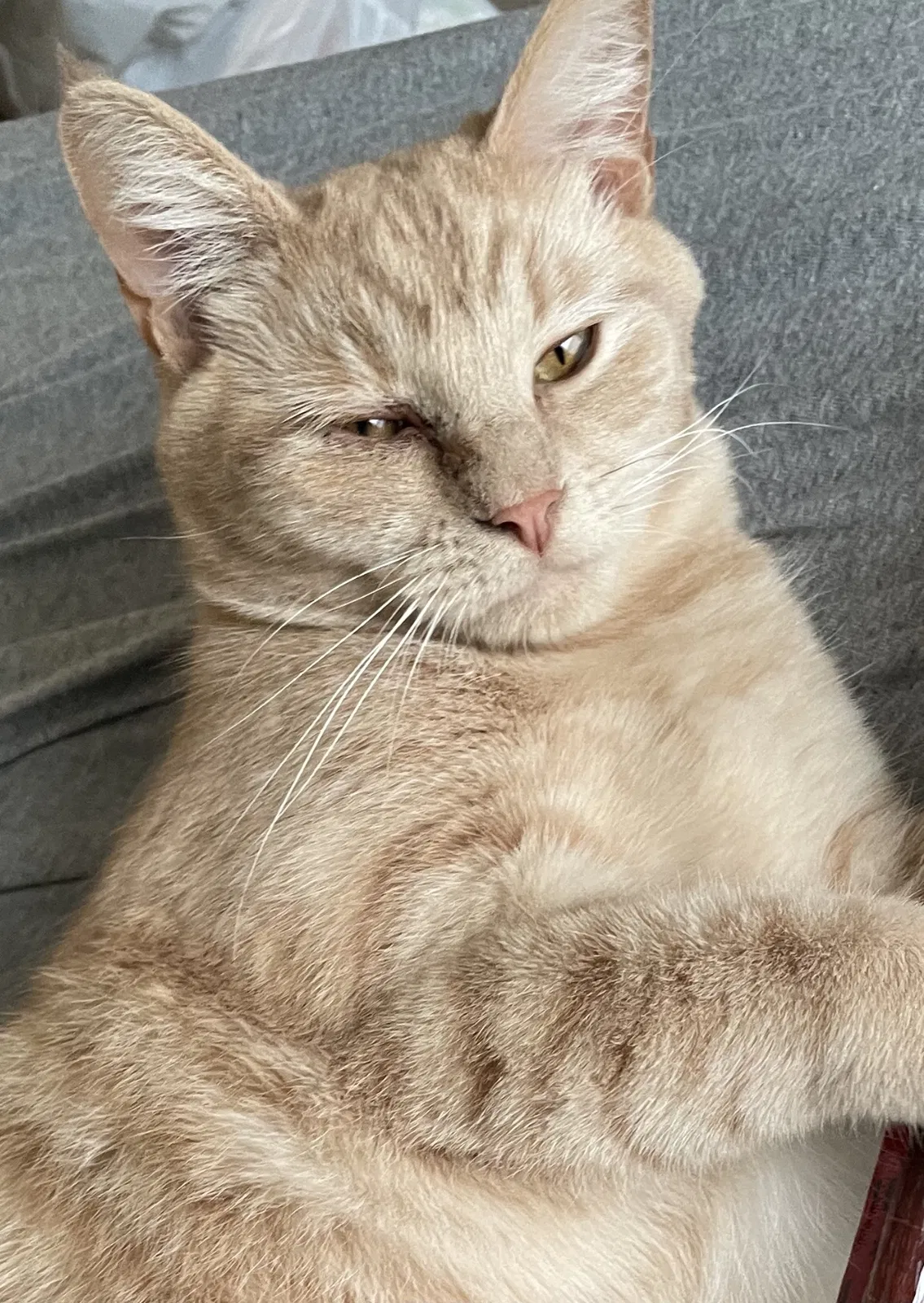 Lost cat in Morgantown, WV, 26508